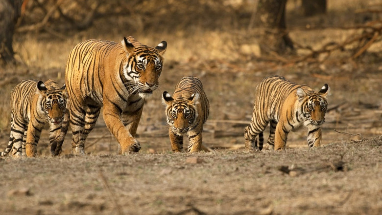 Time to expect less crowd in Ranthambhore