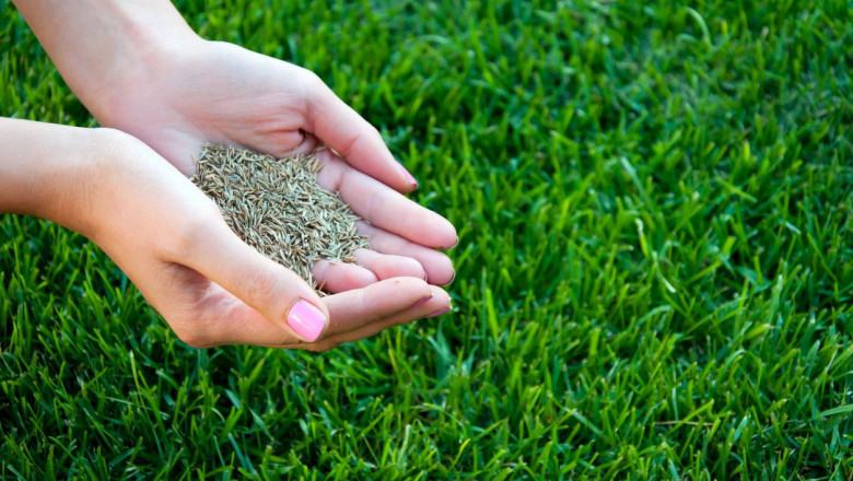 Global Grass Seeds Market Trajectory & Analytics