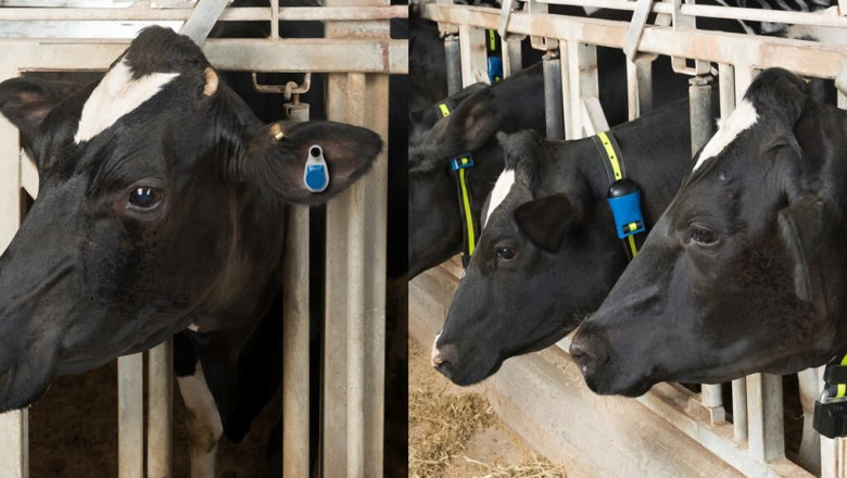 Livestock Monitoring Market Potential Growth, Analysis of Top Key Players
