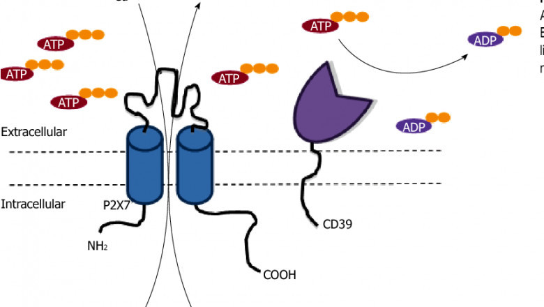 What is a P2X7 Receptor Antagonists?