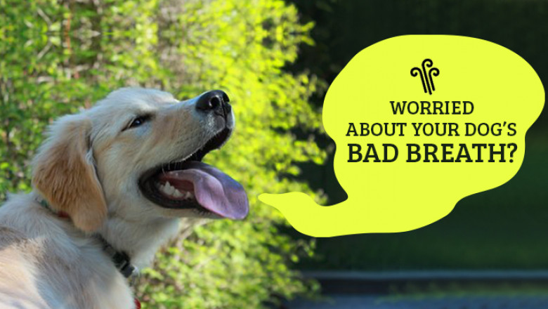 Is Your Dog Have An Abnormal Oral Health Condition?