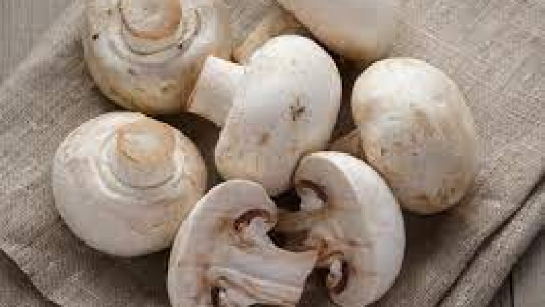 Future of Mushroom Market: Analysis & Outlook Report, 2021-2028