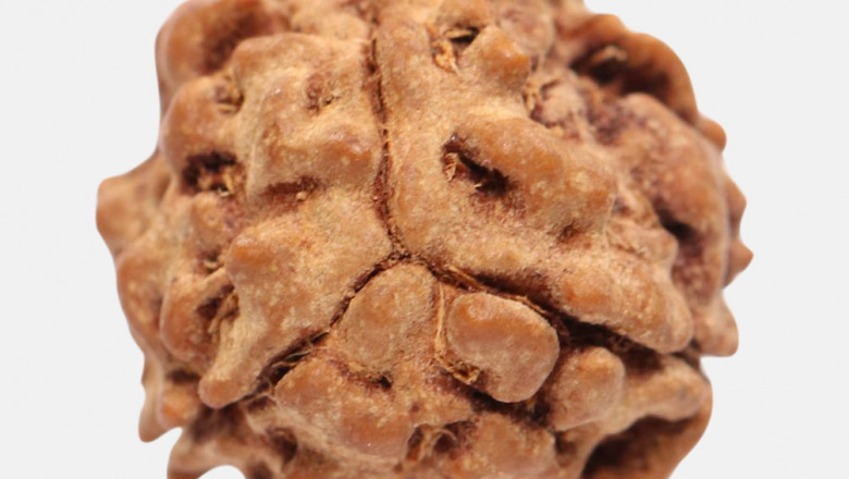 Buy Original Three Mukhi Rudraksha Online