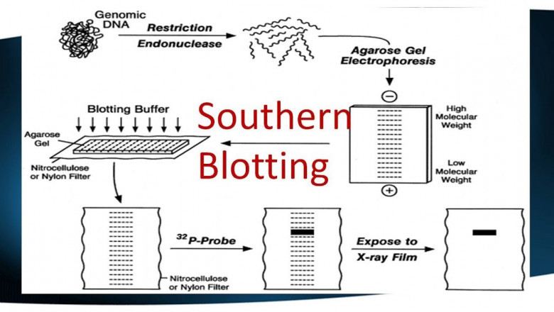 Southern Blotting Market Overview