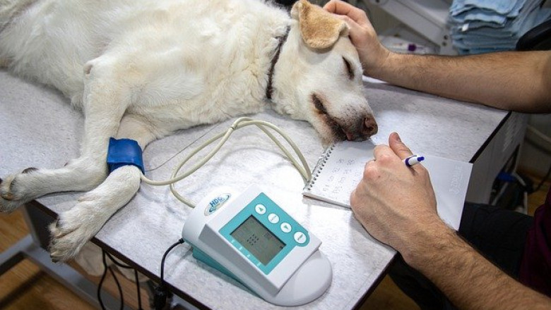 Veterinary Dental Equipment Market Growth, Get Market Research, Business Risk & Industry Analysis