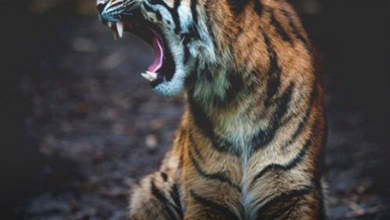 How Many Days Are Enough For Ranthambore National Park Trip?