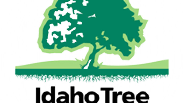 Why Should You Remove A Tree Stump?