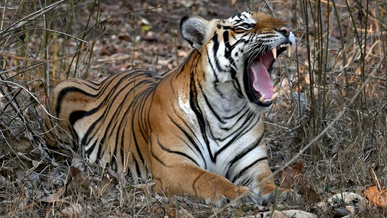 Incredible Two National Parks in India One Must Visit At least once
