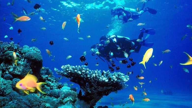 Top 5 Unique and Beautifull Dive Sites in Mallorca