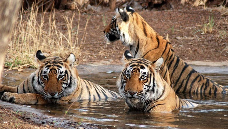 Pm Modi Talks on Wildlife Conservation in ‘Mann Ki Baat’ Programmed