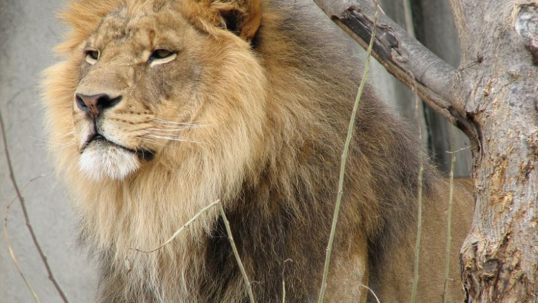 Glance At the History & Culture of Sasan Gir Jungle Safari
