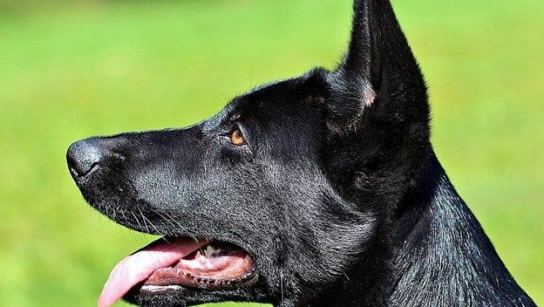 Black German Shepherd - Germanshepherd.com