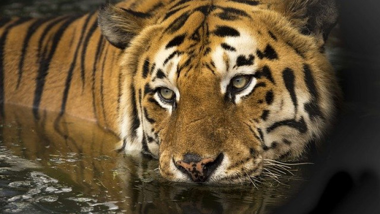 These 2 Reasons Have Made Tourists Visit Umred Karhandla Wildlife Sanctuary