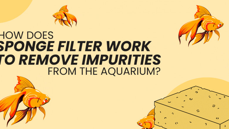 How Sponge Filter Remove Impurities From Aquarium?