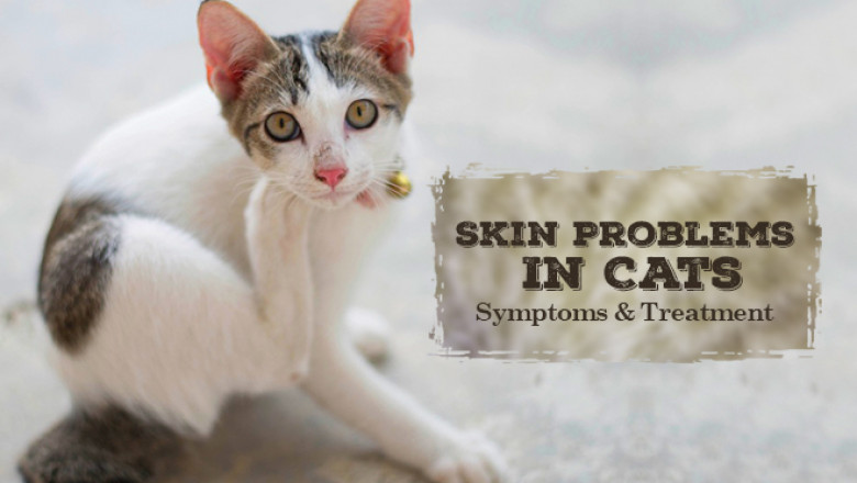 Skin Problems In Cats: Symptoms And Treatment