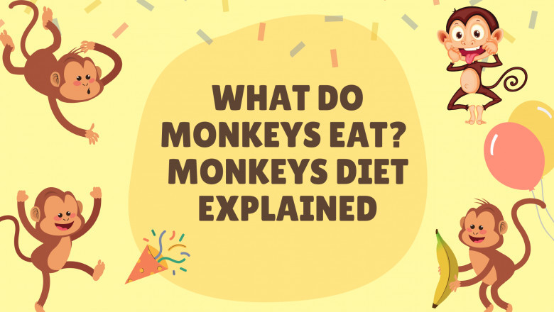 What does an Urban Monkey eat?