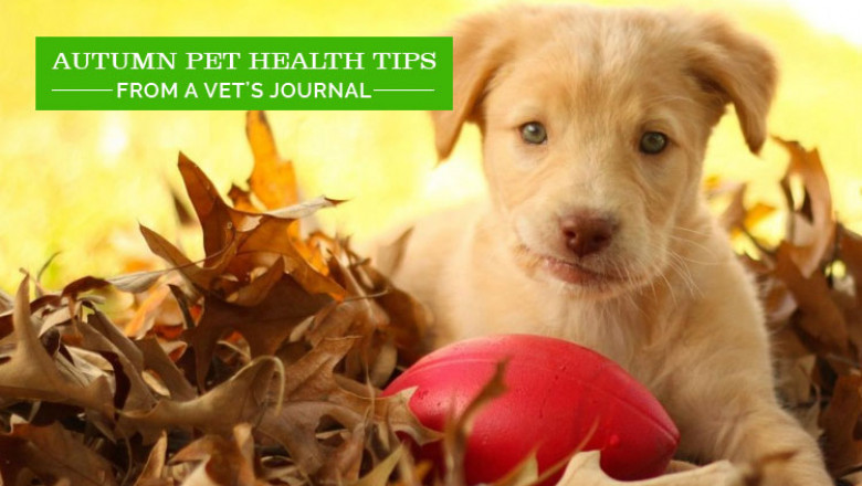 Autumn Pet Health Tips – From A Vet’s Journal