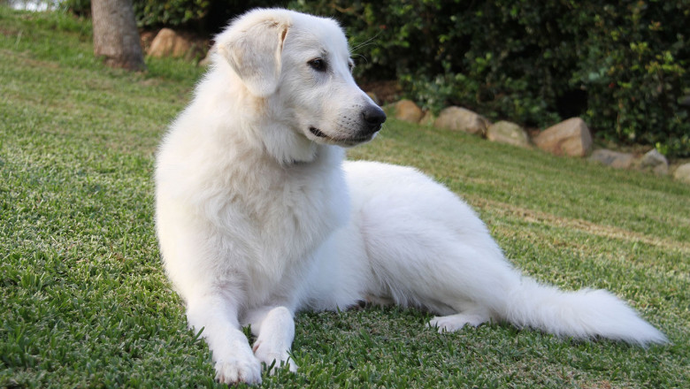 What are the different types of dog collars in Australia?