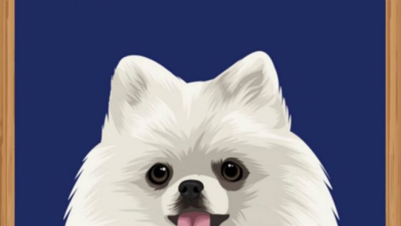 pet portrait