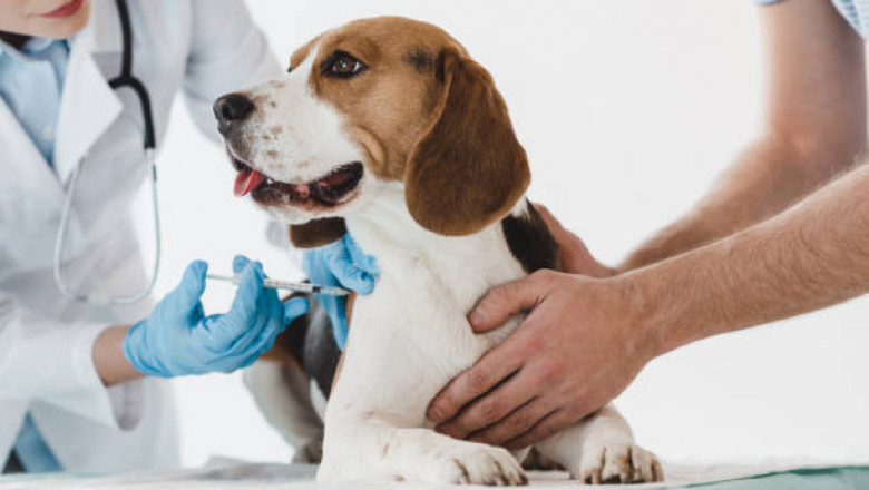 Animal Vaccines Market - The Biggest Trends to Watch out for 2022-2027
