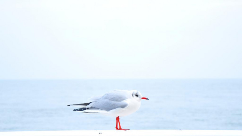 16 mustfollow facebook pages for hydrofoil board marketers
