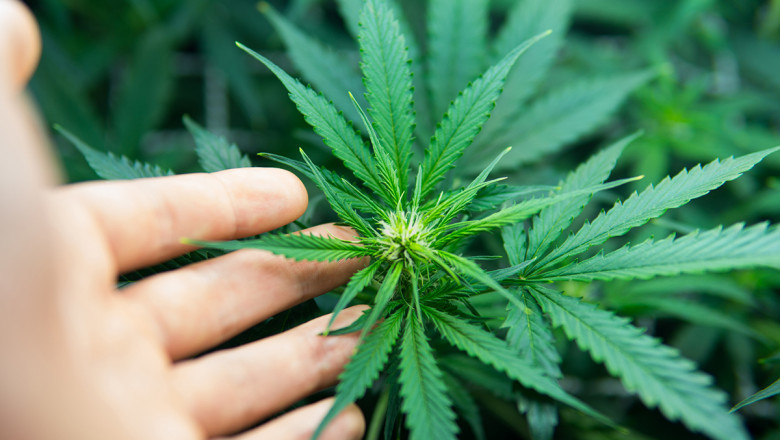 Colombia Hemp Market Report 2021: Trends, Analysis, Outlook and Forecast 2026