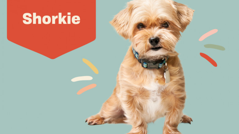 Shorkie Puppies For Sale