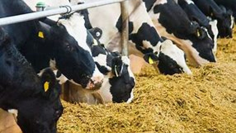 Global Animal Feed Market has estimated to grow with CAGR of 2.90% in 2027
