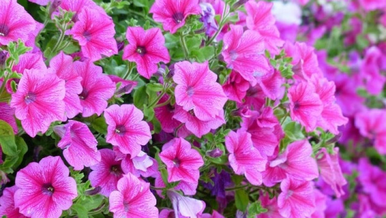 Global Ornamental Plant Seeds Market Forecast and Analysis 2022-2025