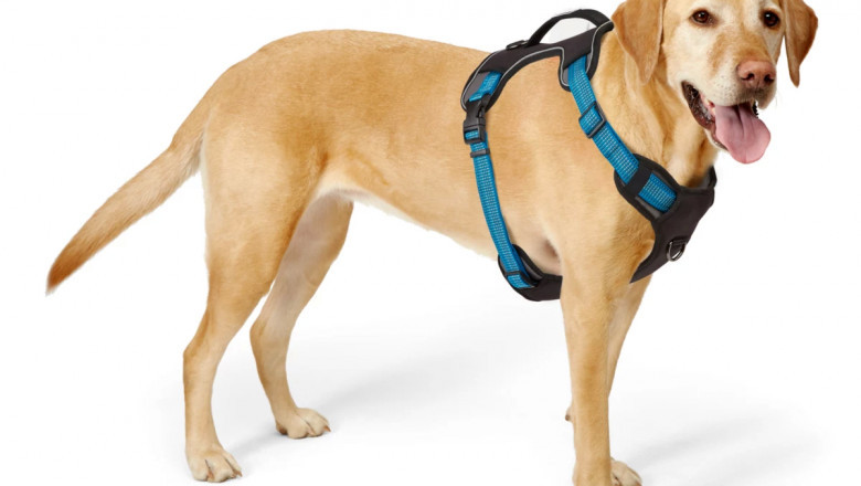 What Should You Check When Buying Dog Harness and Leash Set?