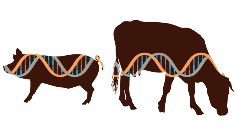 Animal Genetics and Breeding of Beef Cattle