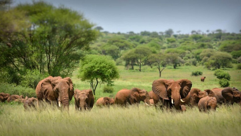 THE WEEK BEFORE YOUR TANZANIA SAFARI – TOP MOST STEPS TO PREPARE YOURSELF!