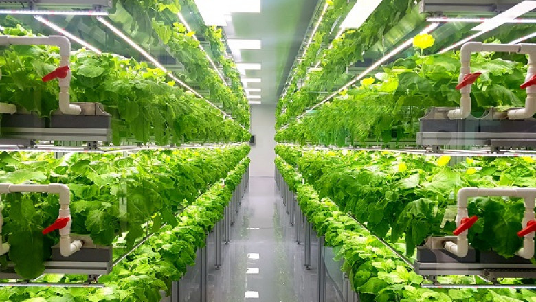 Indoor Farming Market | Global Size, Share, Demand and Forecast 2022-2028