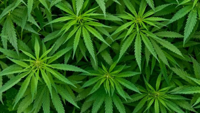 North America Hemp Market Report 2026: Overview, Growth, Trends, Scope and Key Players