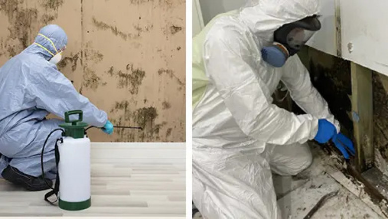 The Crucial Things To Do When Prefers To Mould Removal Melbourne