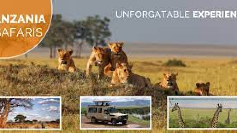 Affordable Hotel In Serengeti