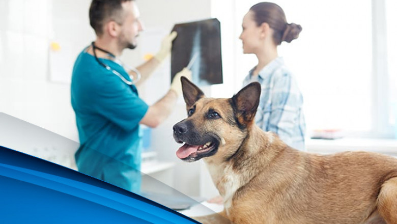 X-Ray Imaging