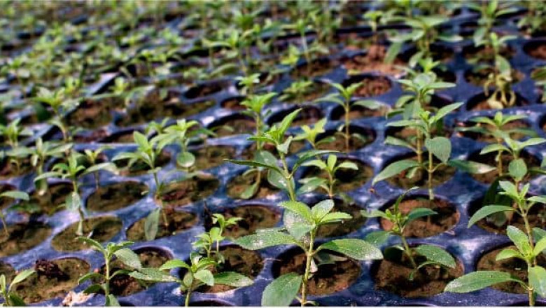 The Incredible Journey of Stevia Extract from Leaf to Sweetener