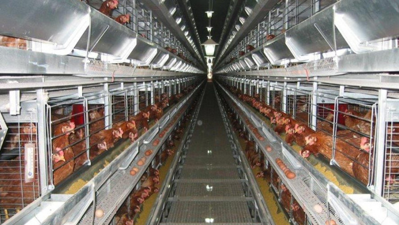 Poultry Keeping Machinery Boosts Chicken Production's Efficiency And Quality While Eliminating The Need For Manual Labour
