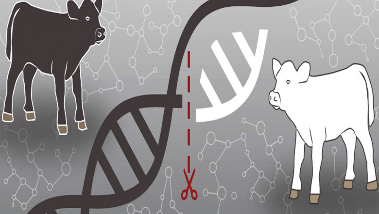 As part of biotechnology, Animal Genetics studies the genes, genetic differences, and heredity of animals