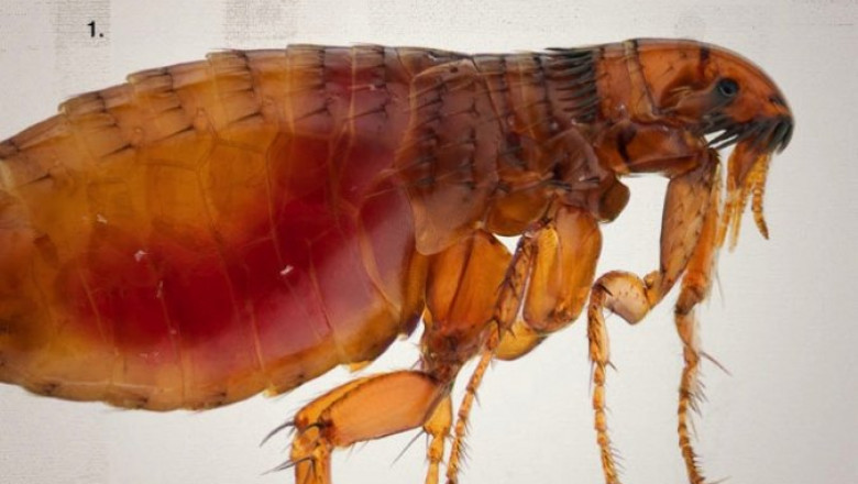 The global flea and tick products market: its size, share, growth, opportunity, and forecast to 2028