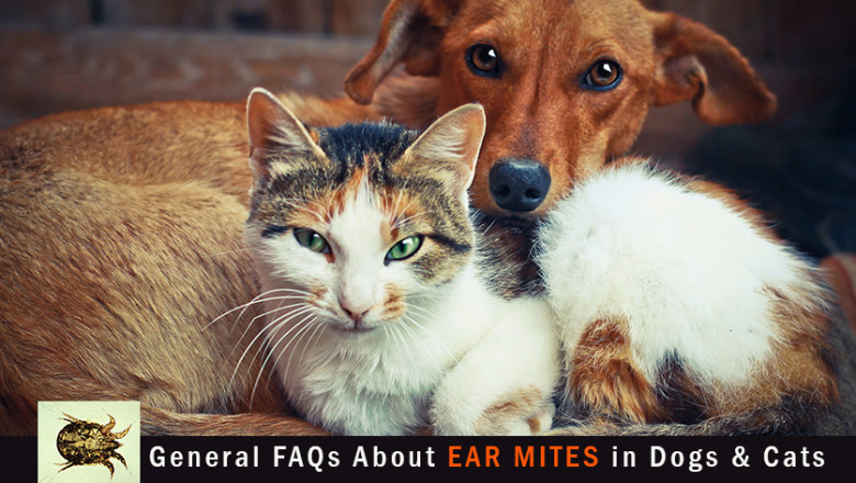 General FAQs About Ear Mites in Dogs & Cats