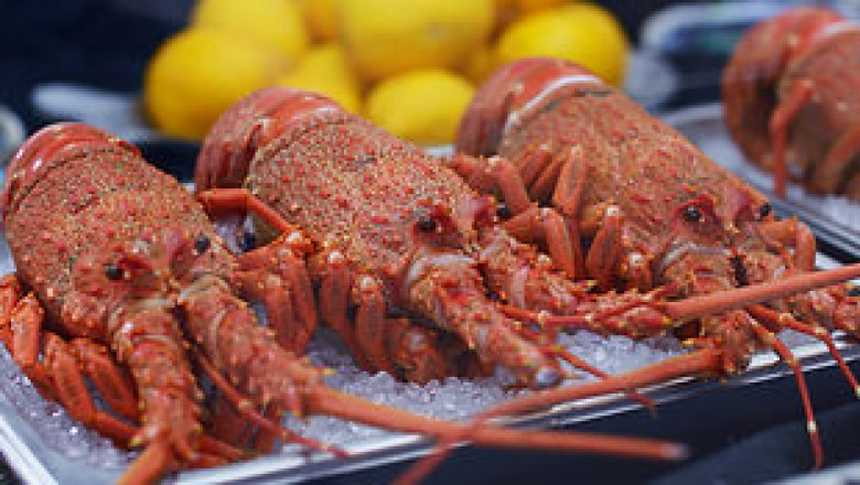Karaka Lobster
