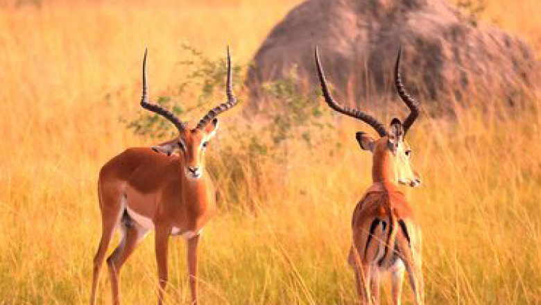 Explore Uganda’s Wild Side With These Best Africa Wildlife Safari Tours