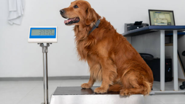 Global Veterinary Scales Market To Be Driven By The Drug Overdosage In Animals In The Forecast Period Of 2021-2026