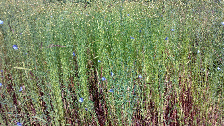 Flax Crop Market- Growth Dynamics during forecast period 2022-2028