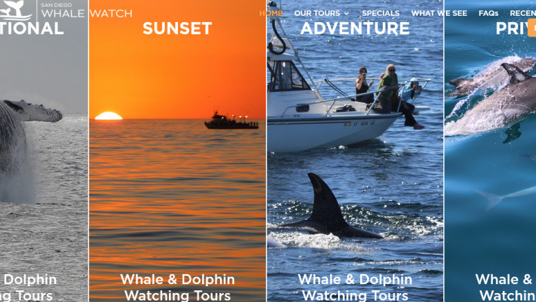 Whale watching in San Diego to get the best whale eye sight