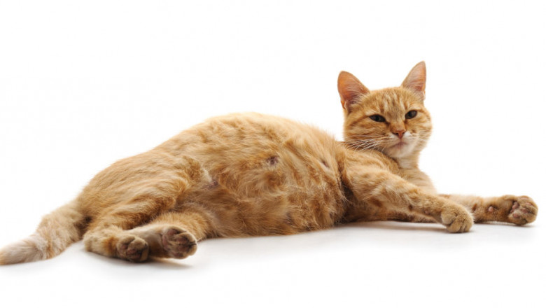 Signs a Cat is Pregnant