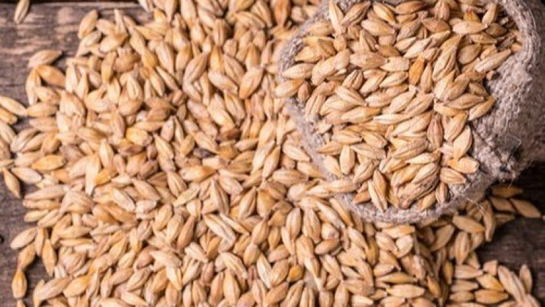Malted Barley Flour Market Size, COVID-19 Impact Analysis, And Segment Forecasts, 2022 - 2030