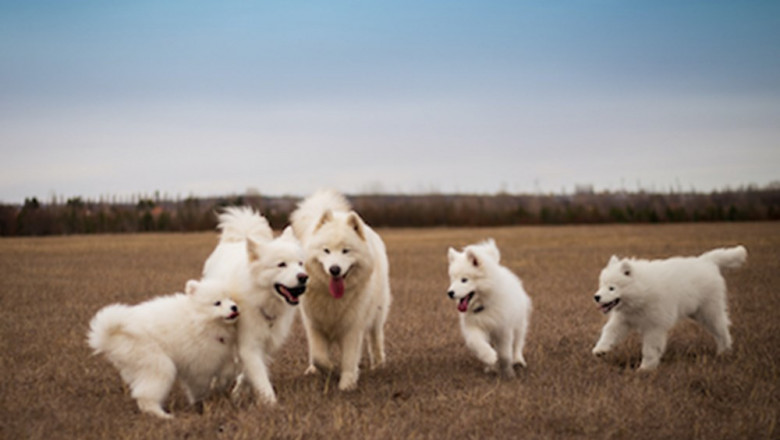 Dog Breeders Brisbane Club (DBBC)